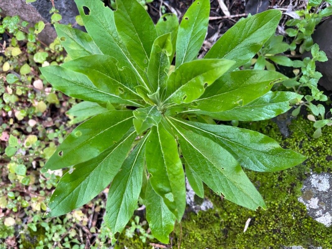 Cheirolophus metlesicsii leaf