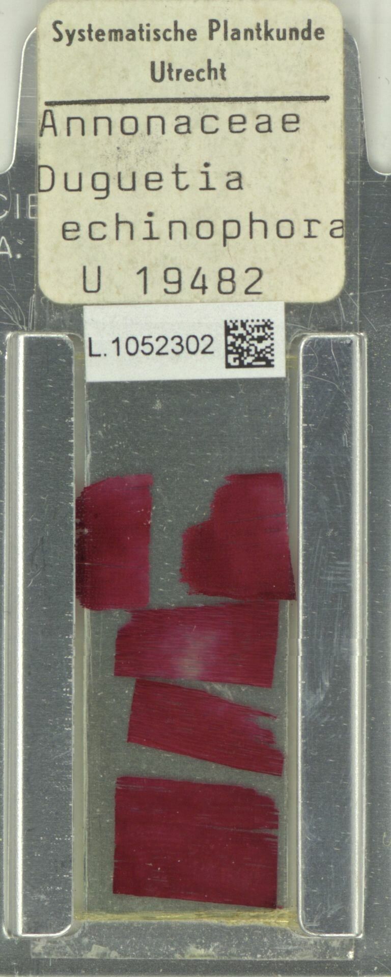 Duguetia echinophora fruit