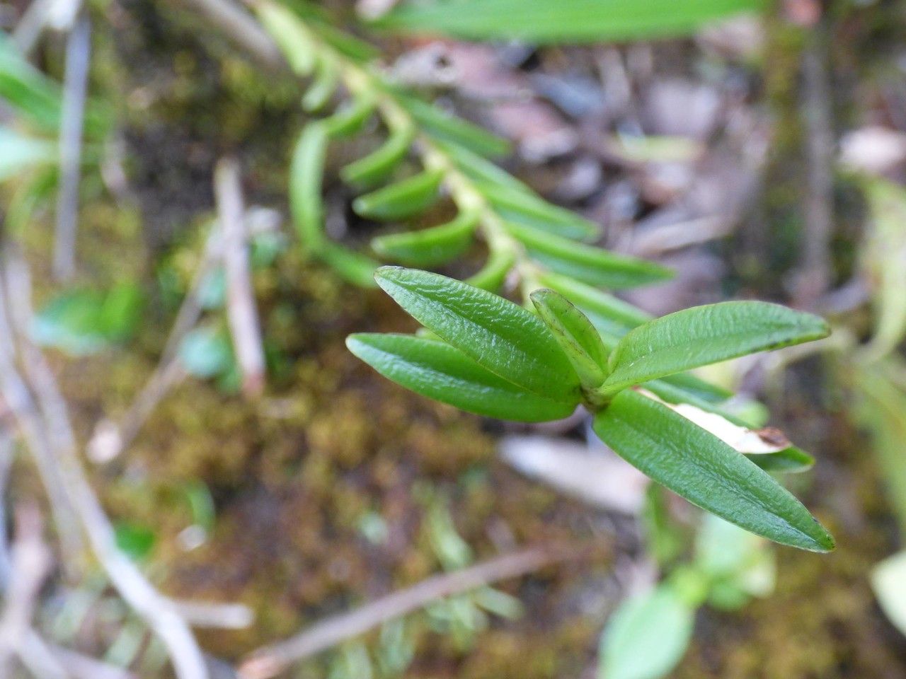 Angraecum pectinatum leaf