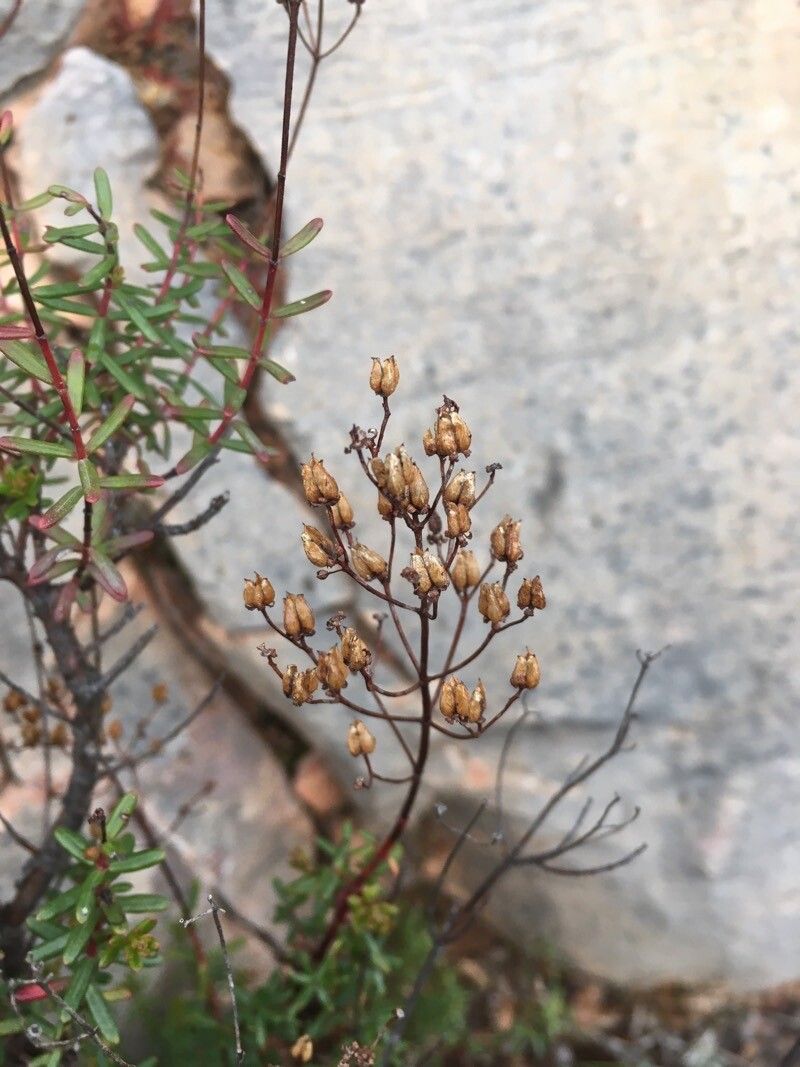 Hypericum empetrifolium fruit