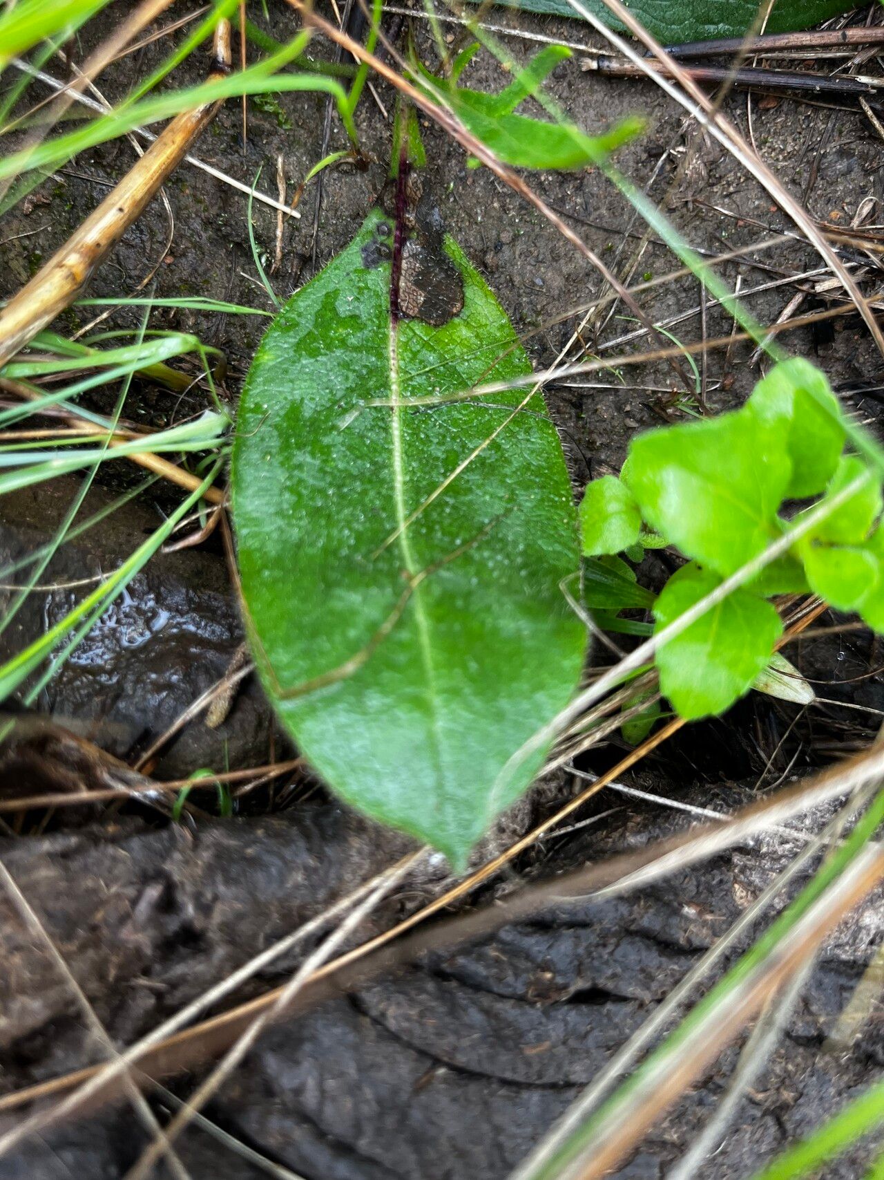 Cephalaria pungens — search result for 'Cephalaria'