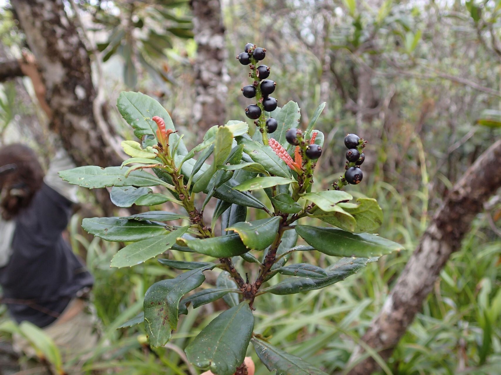 Canacomyrica monticola fruit