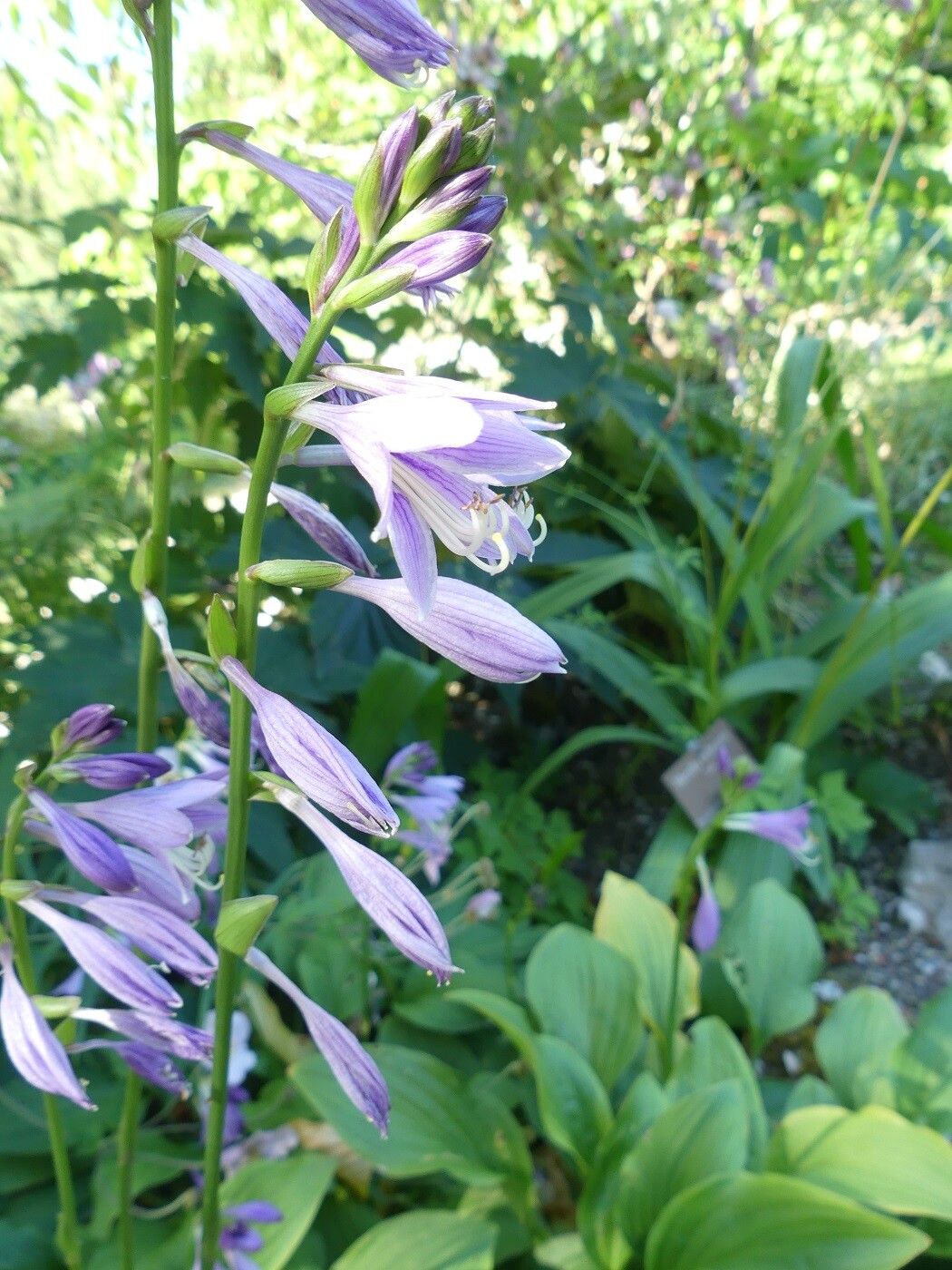 Hosta rectifolia other