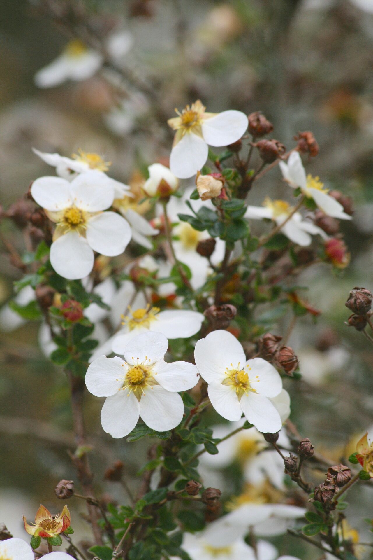Dasiphora glabrata flower