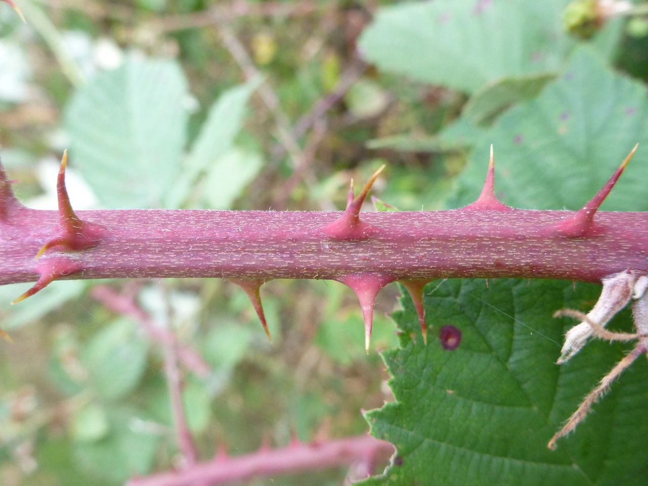 Rubus acutidens bark