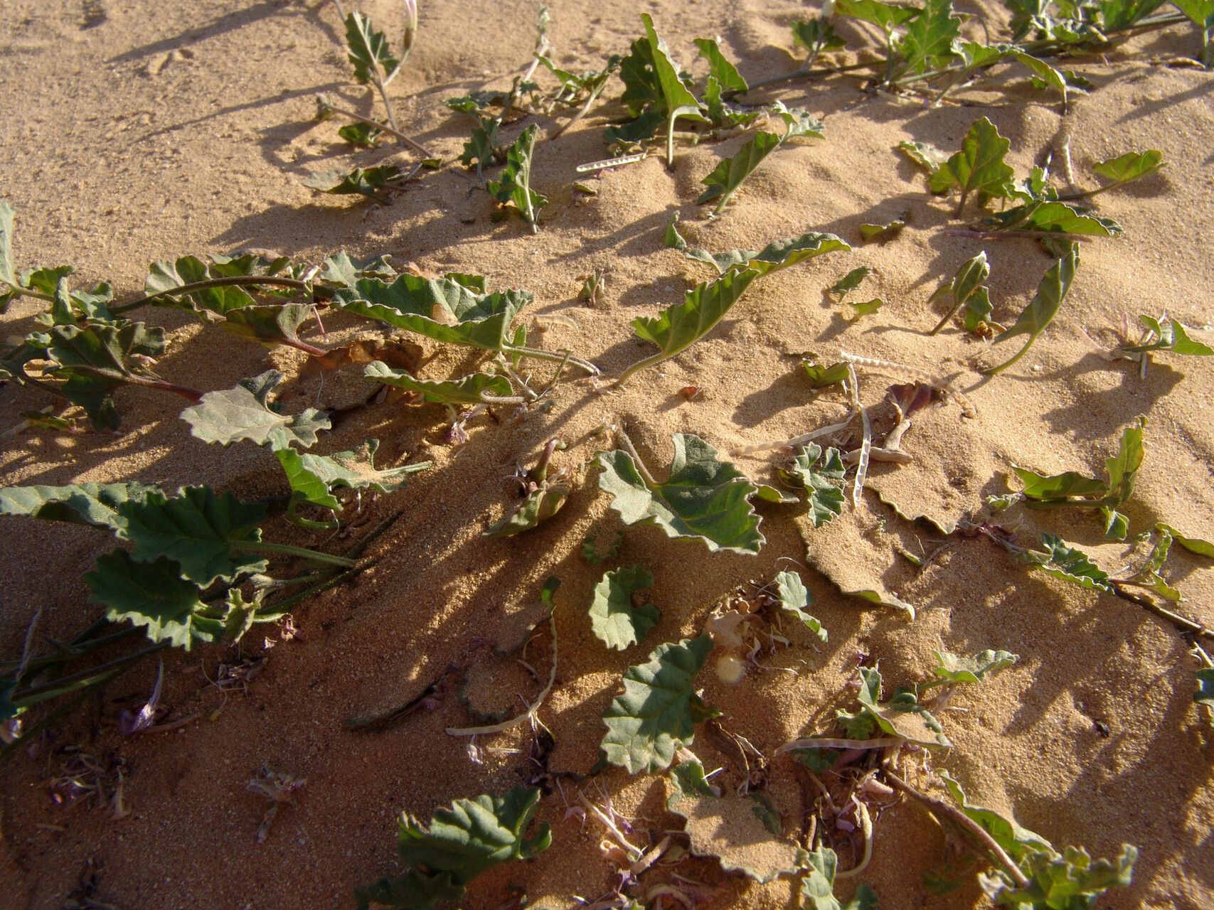 Convolvulus fatmensis habit