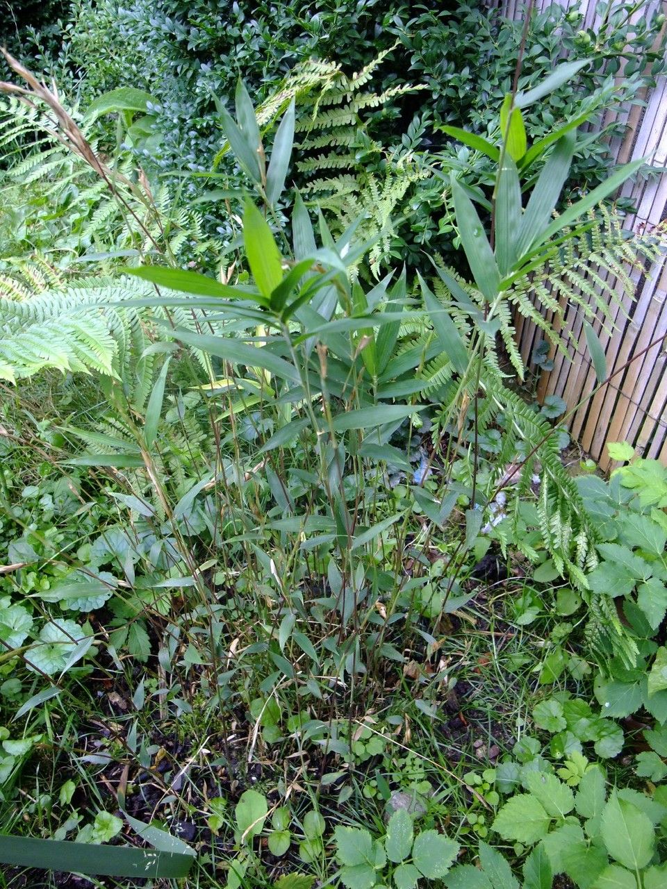 Pseudosasa disticha habit