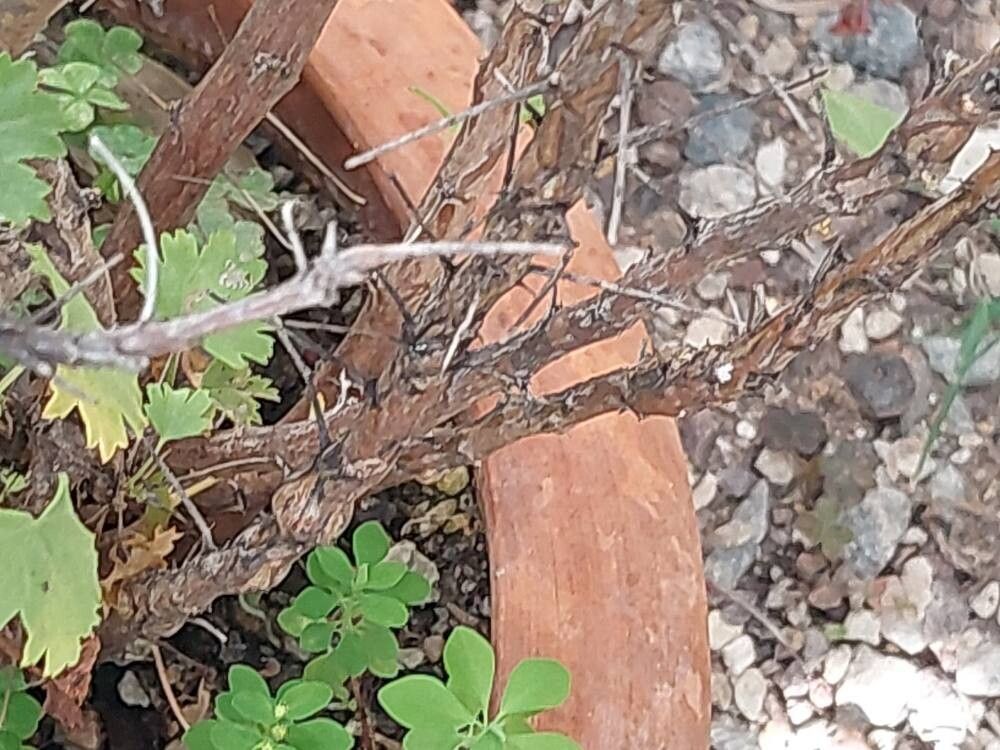 Pelargonium otaviense bark