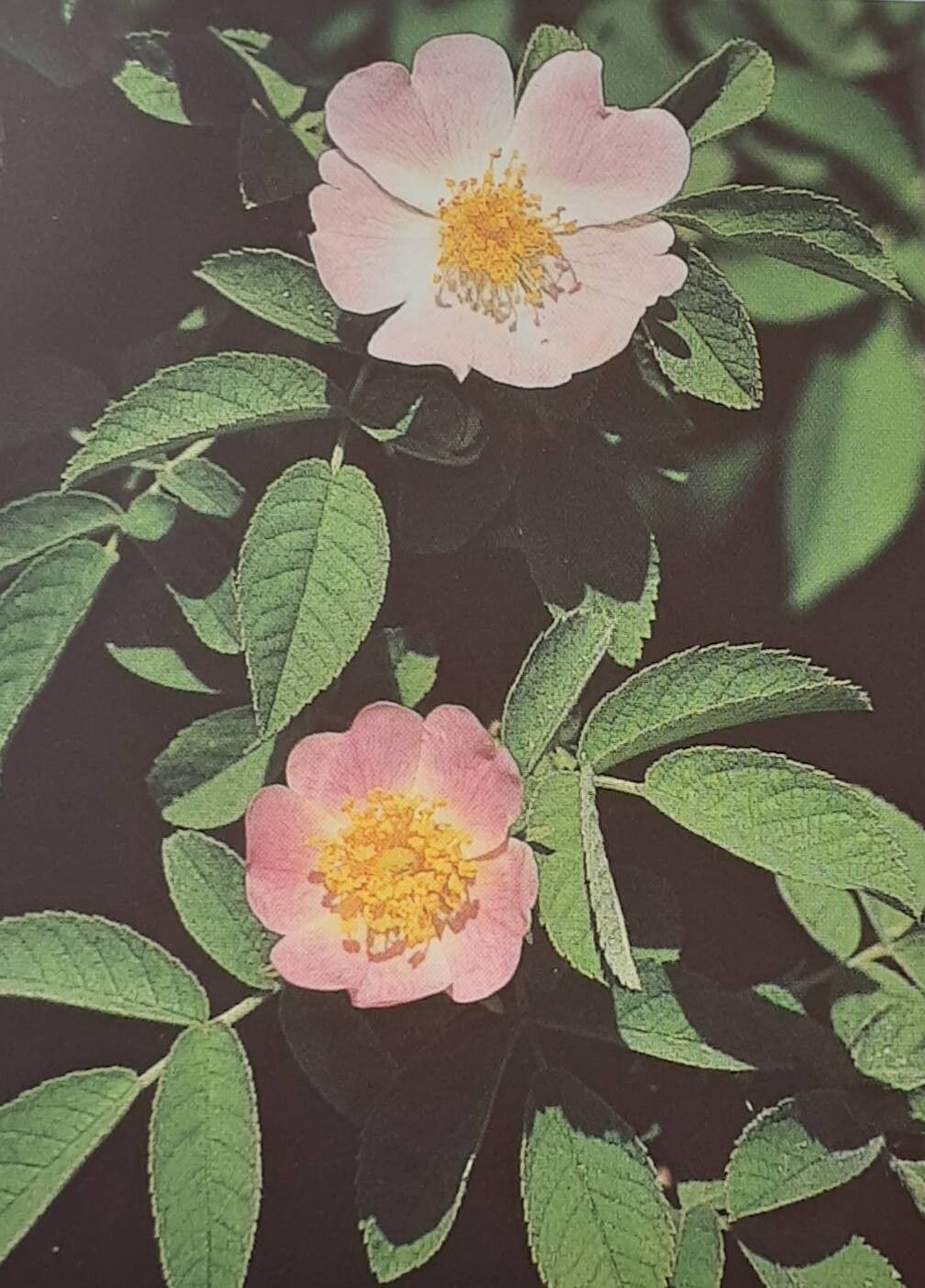Rosa pseudoscabriuscula — houseplant care guide