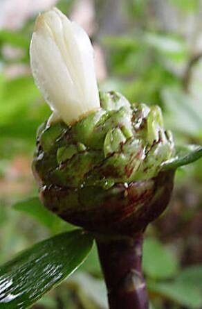 Costus lucanusianus flower