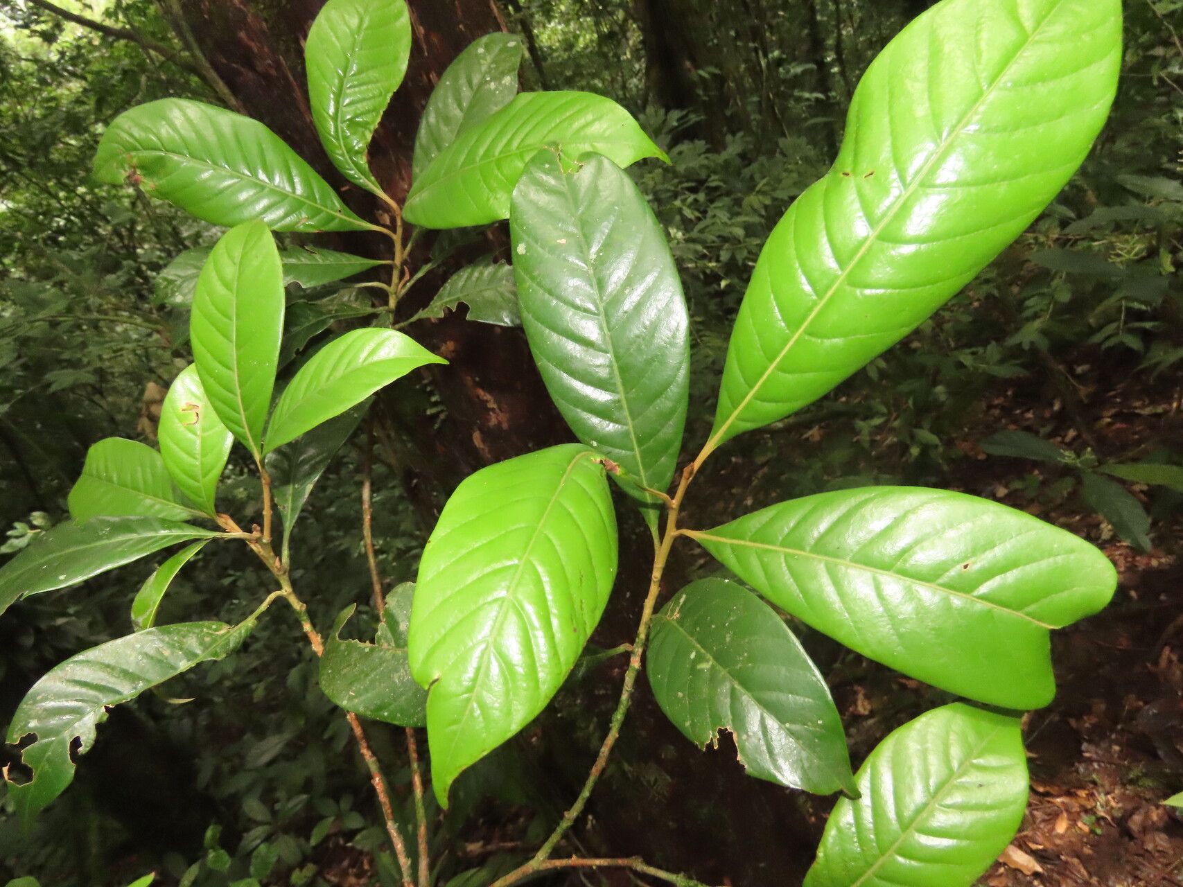 Pouteria austin-smithii leaf