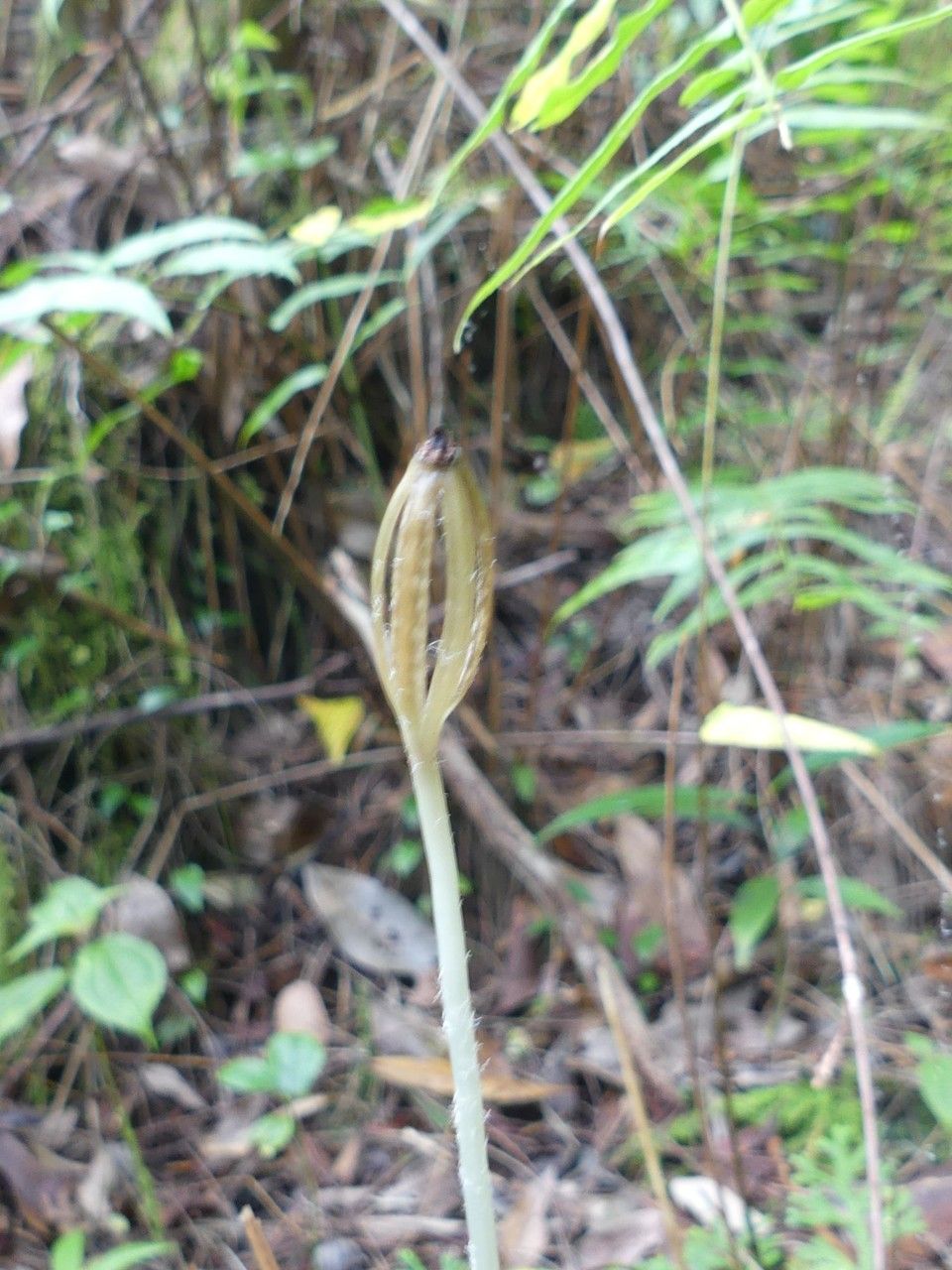 Gastrodia similis fruit