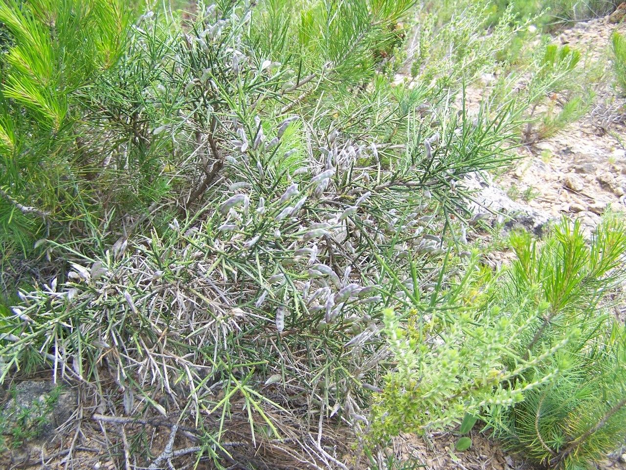 Genista aspalathoides habit
