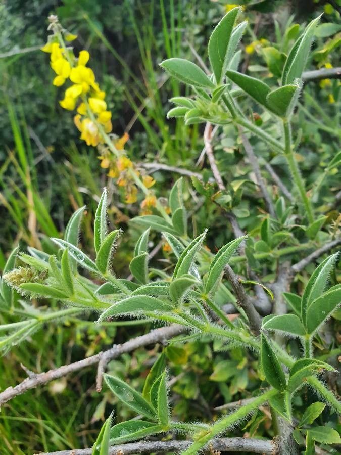 Crotalaria deflersii leaf
