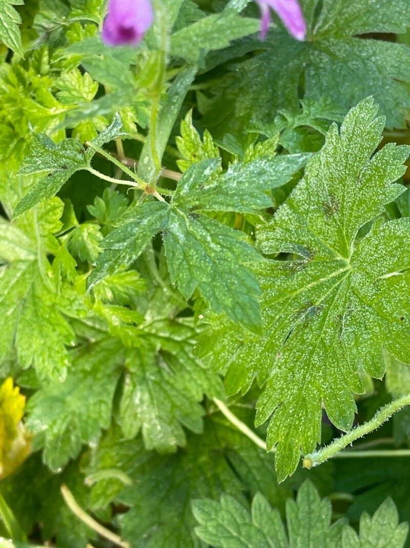Geranium × oxonianum leaf