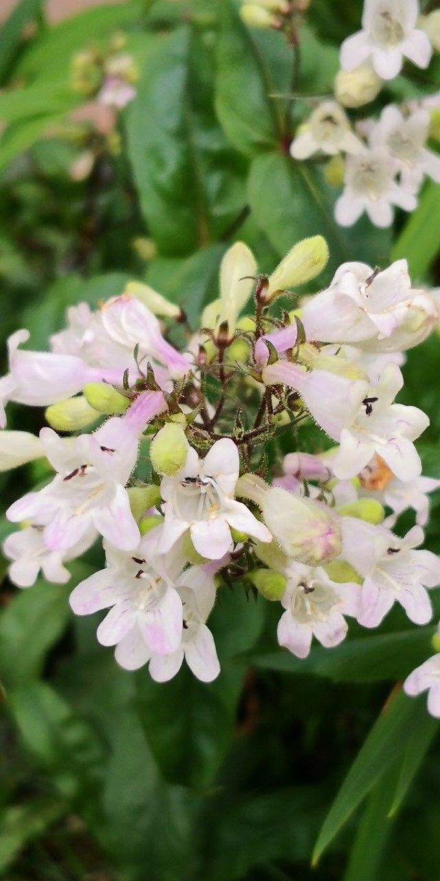 Penstemon laevigatus — search result for 'Penstemon'