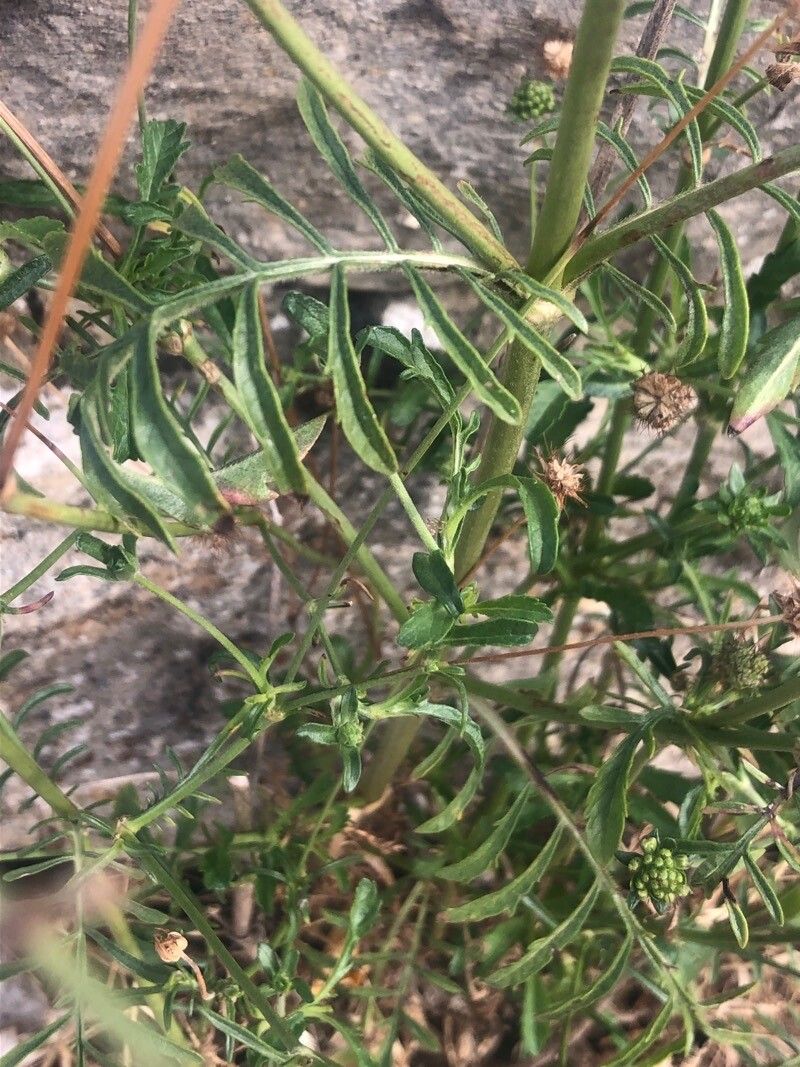 Scabiosa triandra leaf