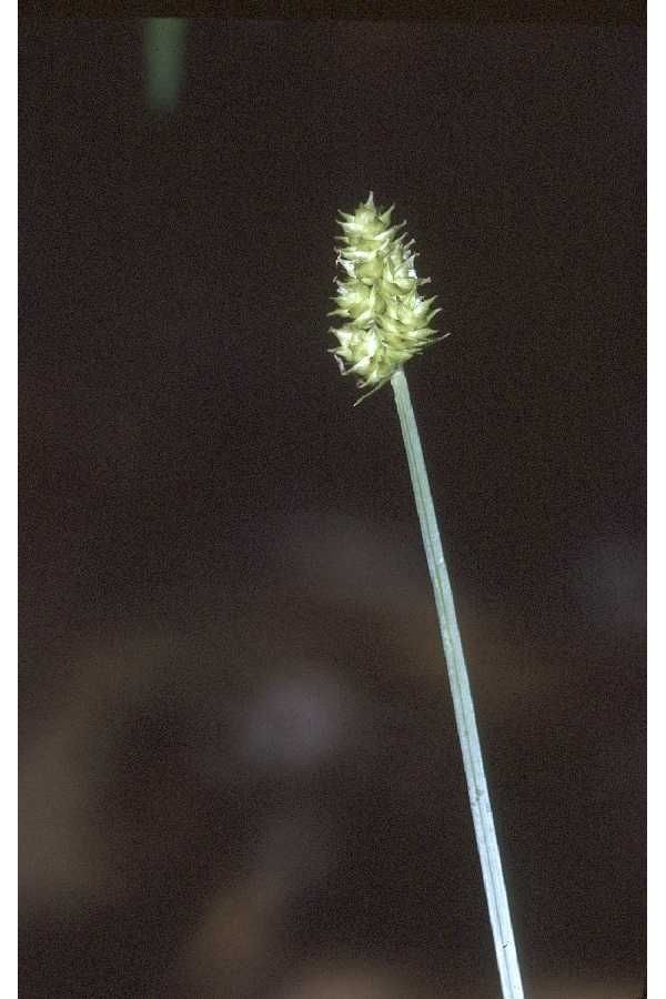 Carex cephalophora — search result for 'Germany'