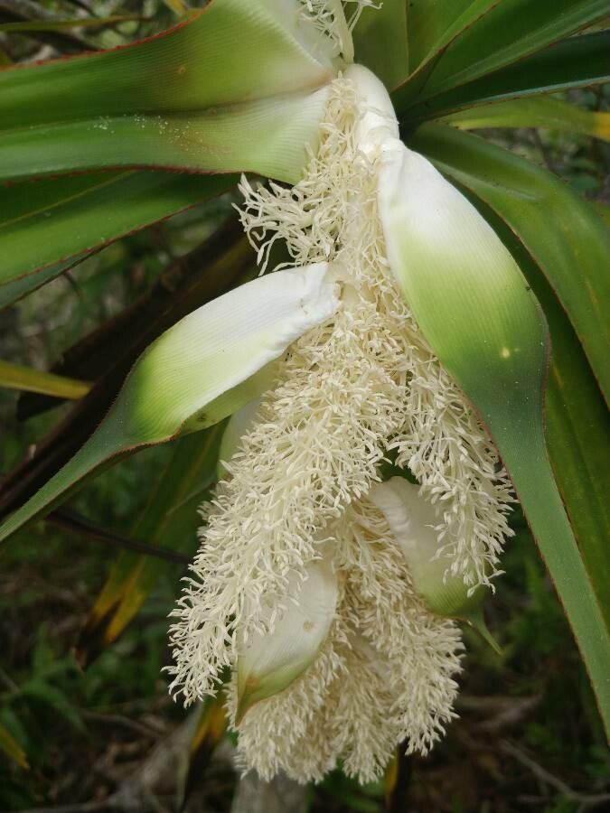 Pandanus sylvestris flower