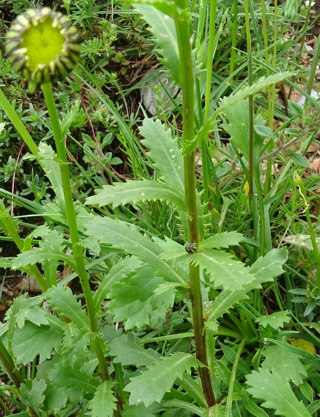 Leucanthemum laciniatum leaf