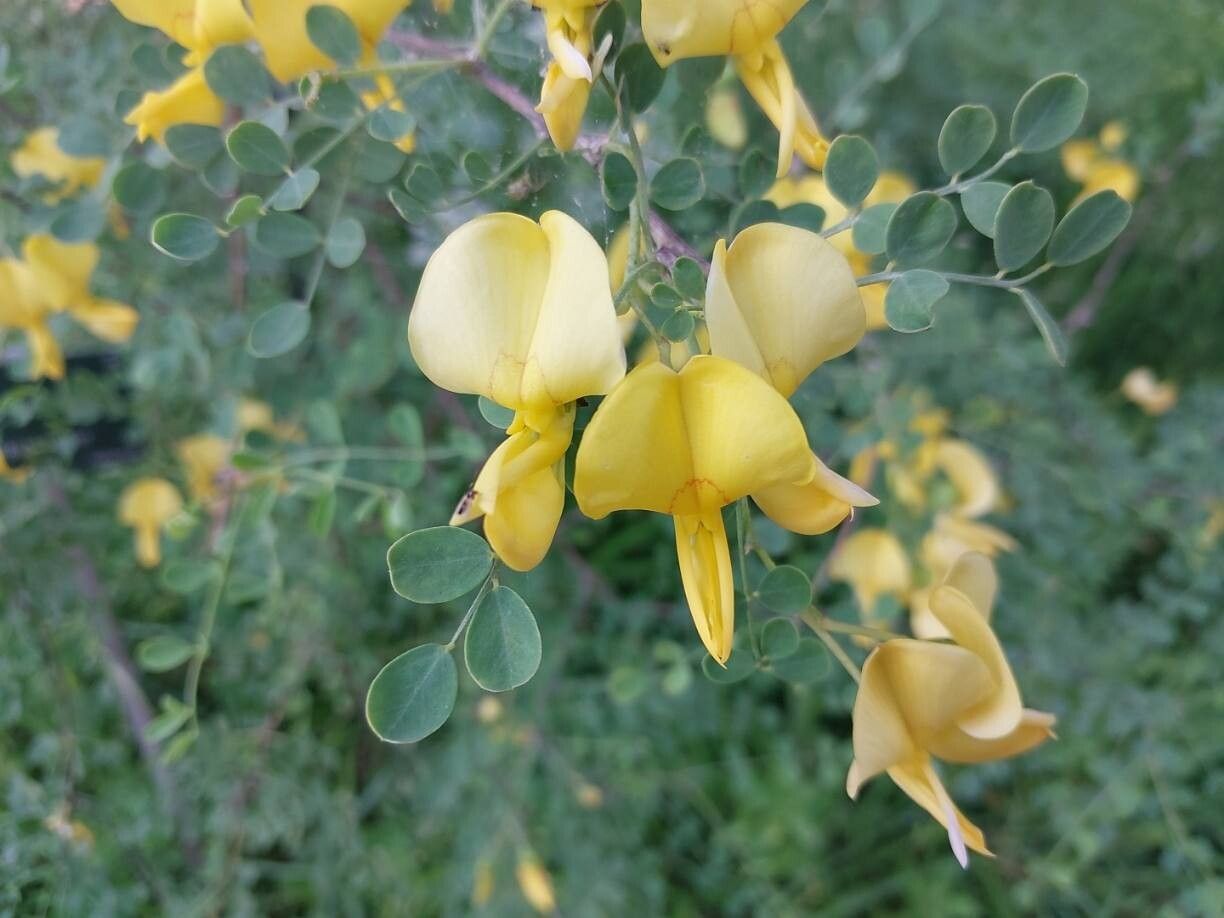 Colutea persica flower