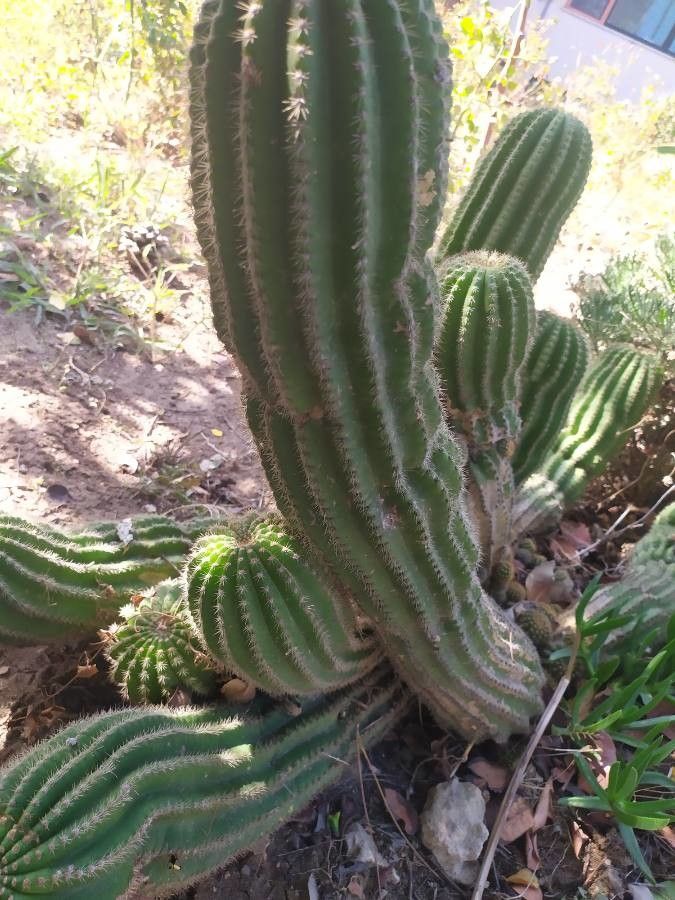 Echinopsis schickendantzii flower
