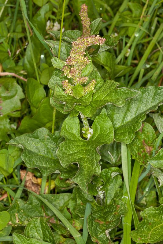 Chenopodium bonus-henricus flower