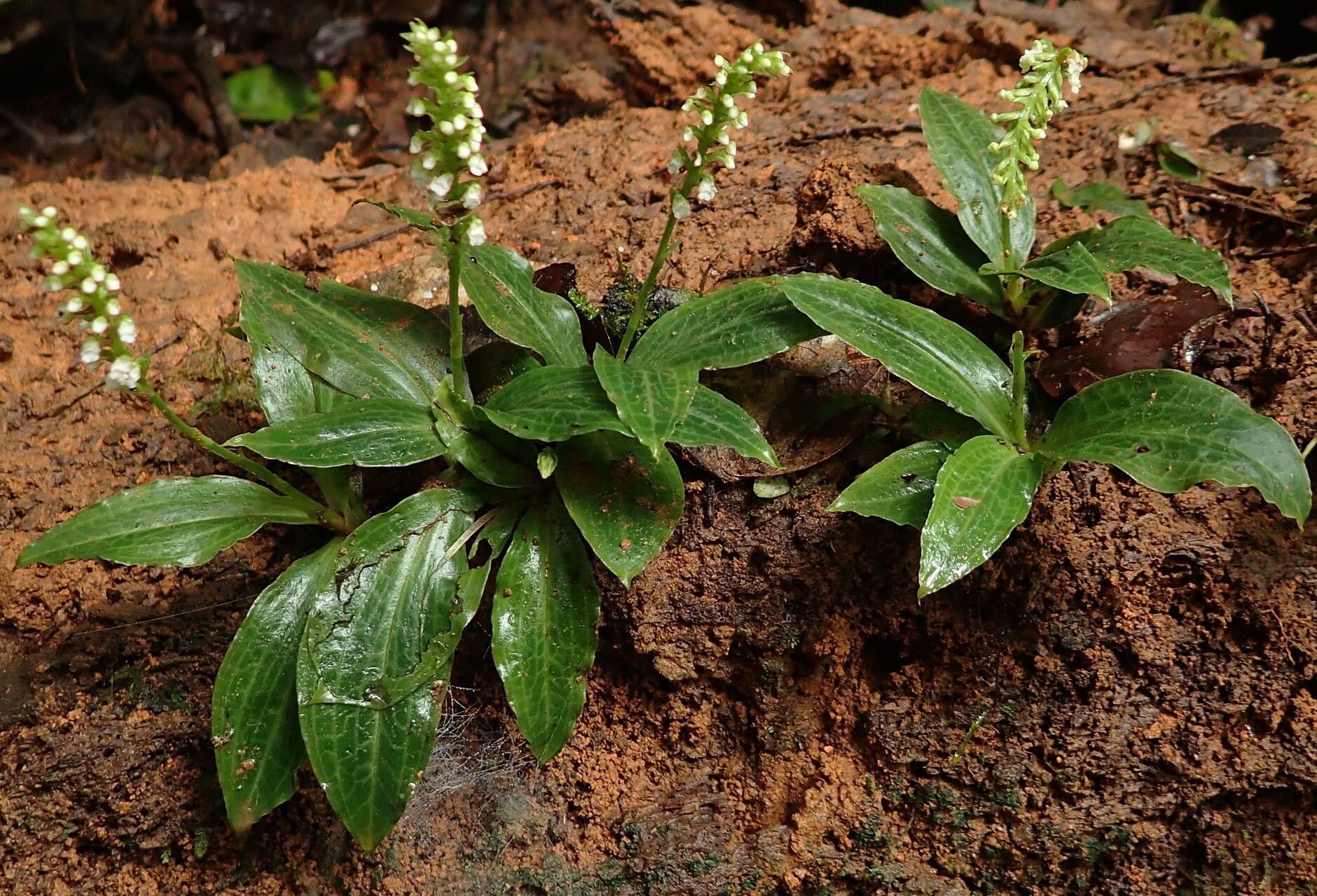 Cynorkis gabonensis habit