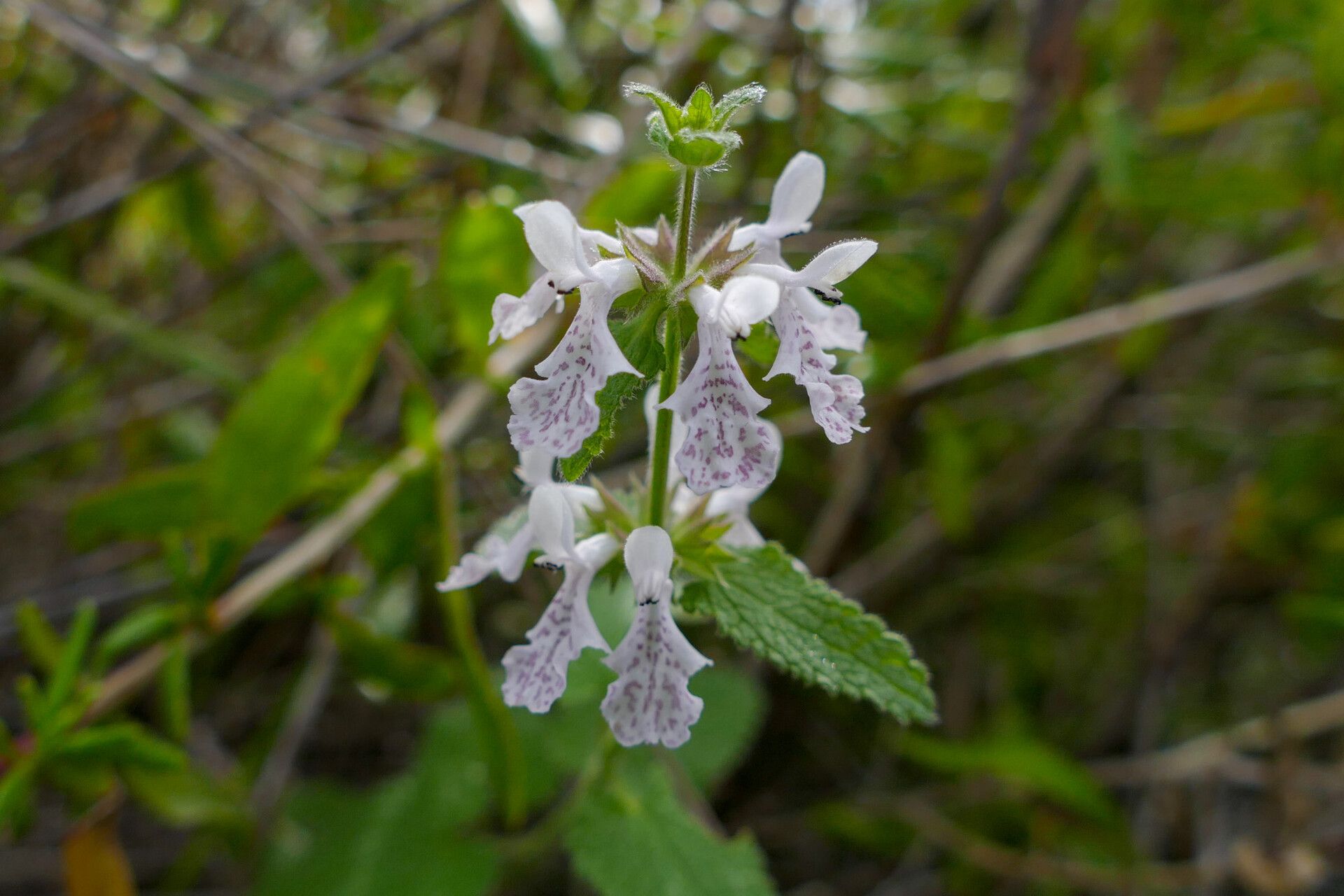 Stachys bolusii — search result for 'Stachys'