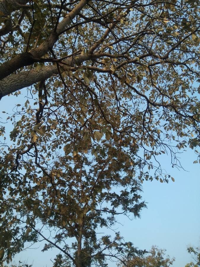 Terminalia bellirica — search result for 'Terminalia'