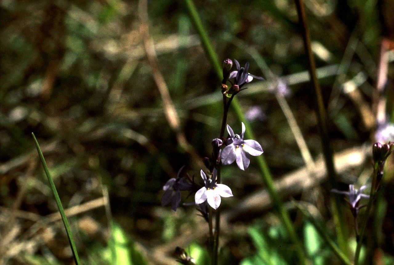 Lobelia glandulosa habit