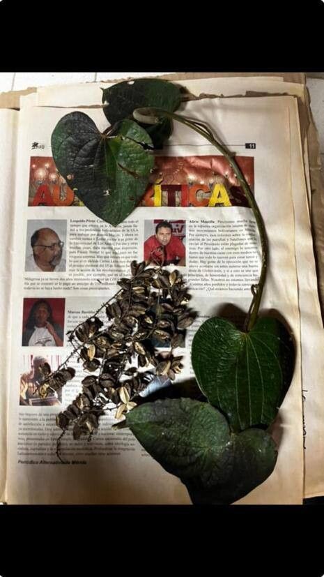 Dioscorea lehmannii — houseplant care guide