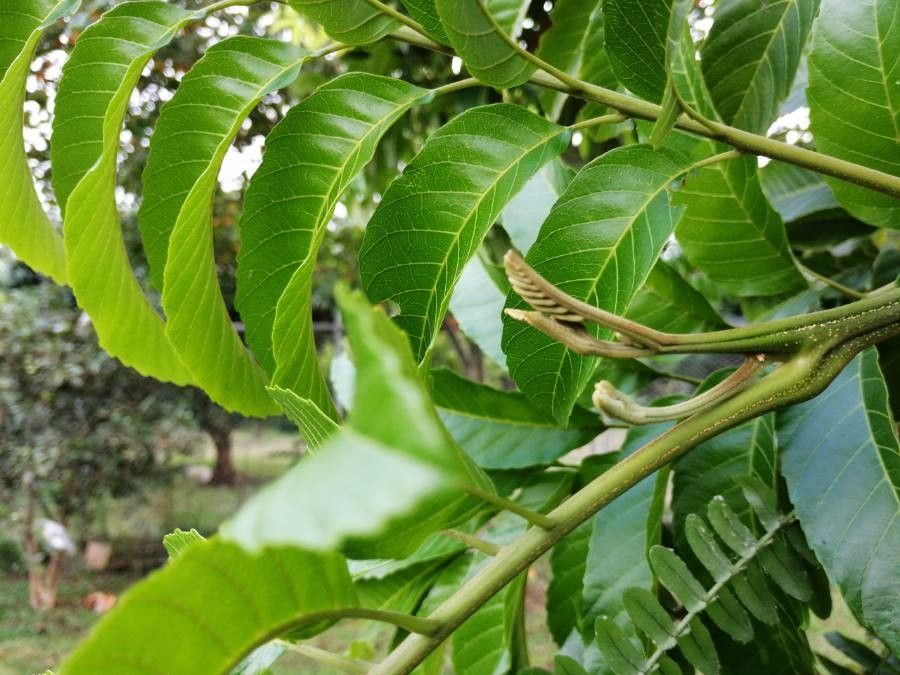 Cupania glabra — houseplant care guide