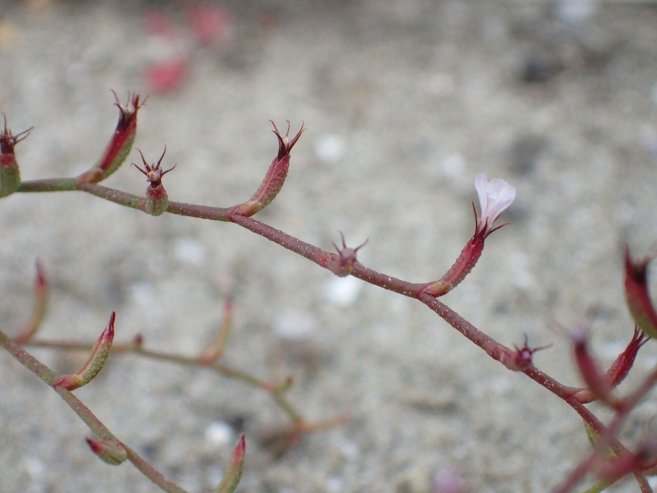 Limonium echioides flower