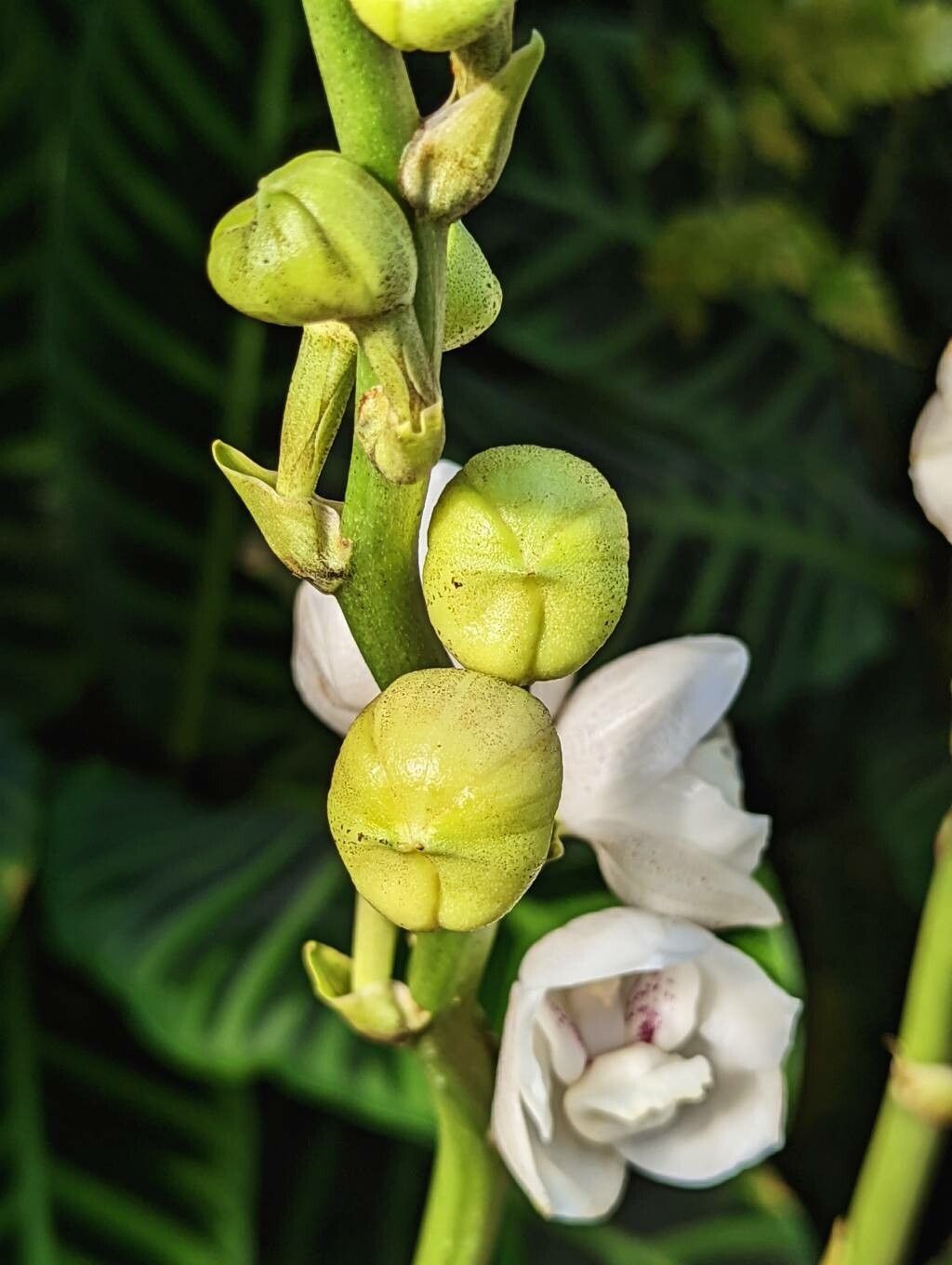 Peristeria elata flower
