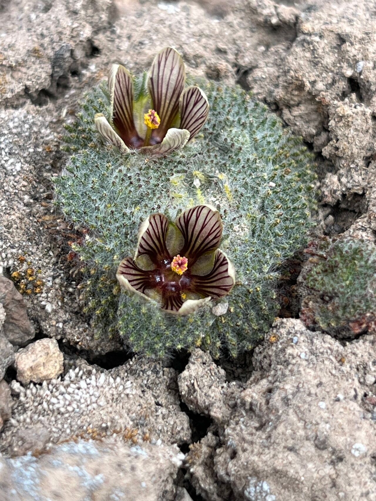 Nototriche staffordiae — houseplant care guide