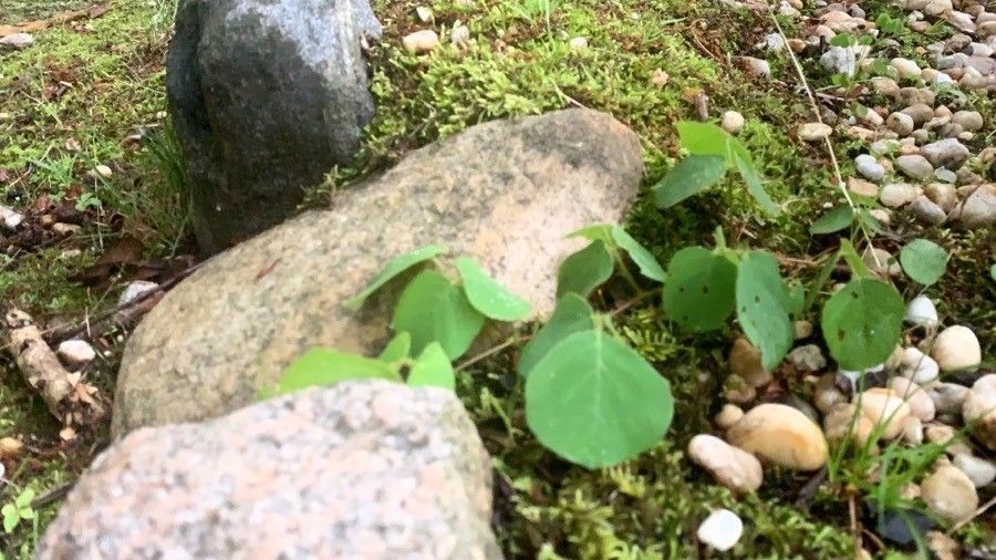 Thalictrum mirabile — houseplant care guide