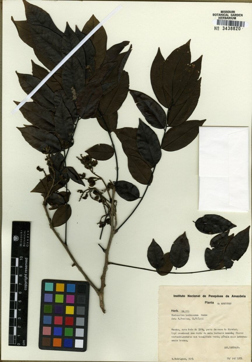 Machaerium hoehneanum — houseplant care guide