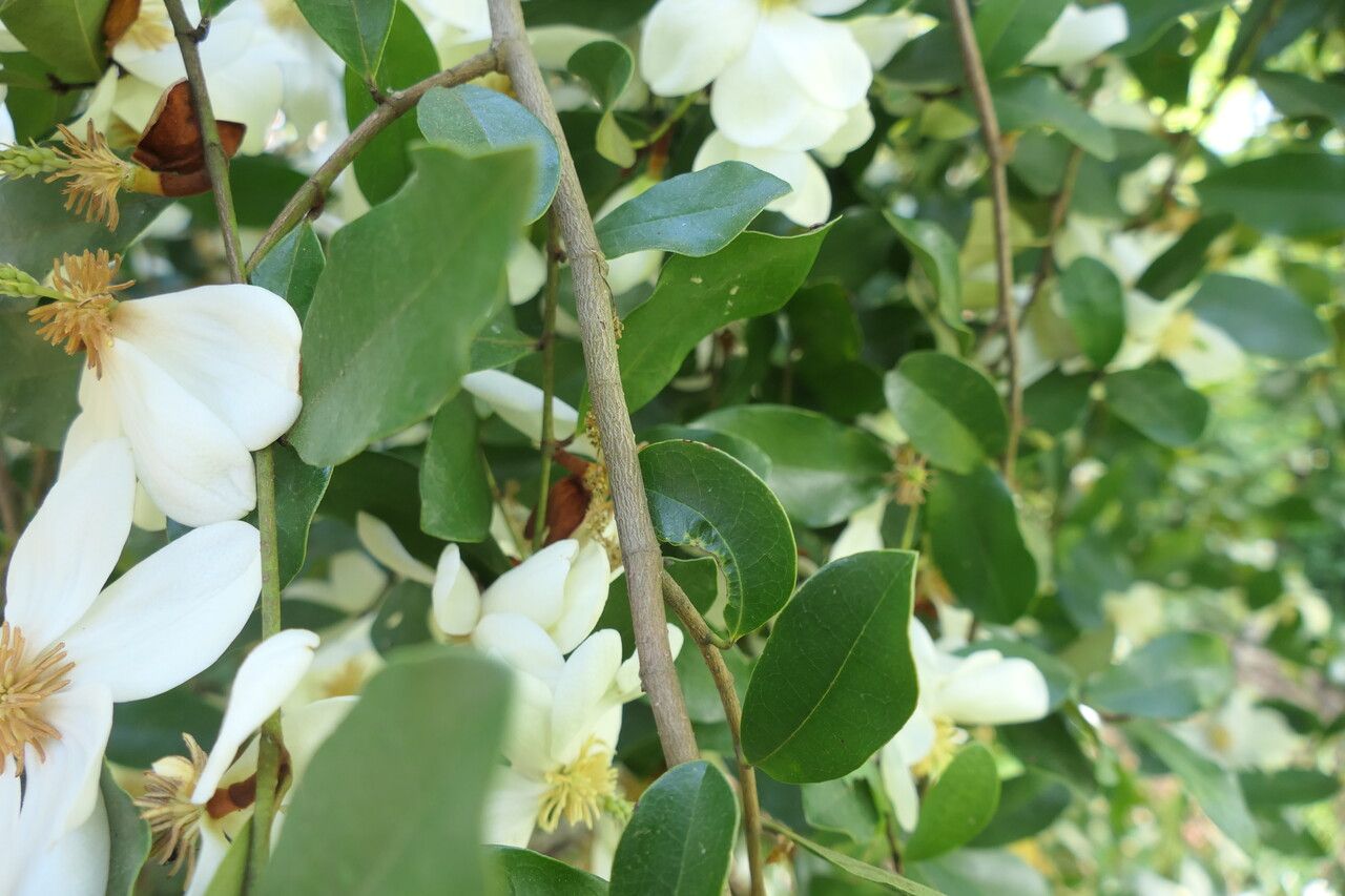 Magnolia laevifolia bark