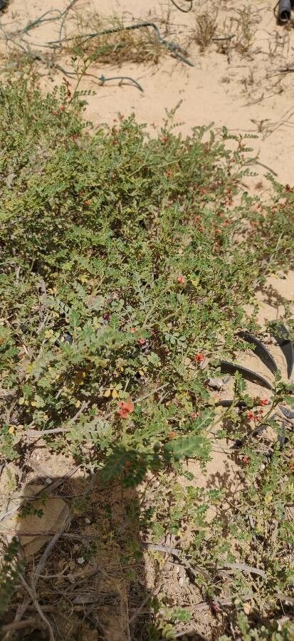 Indigofera miniata leaf