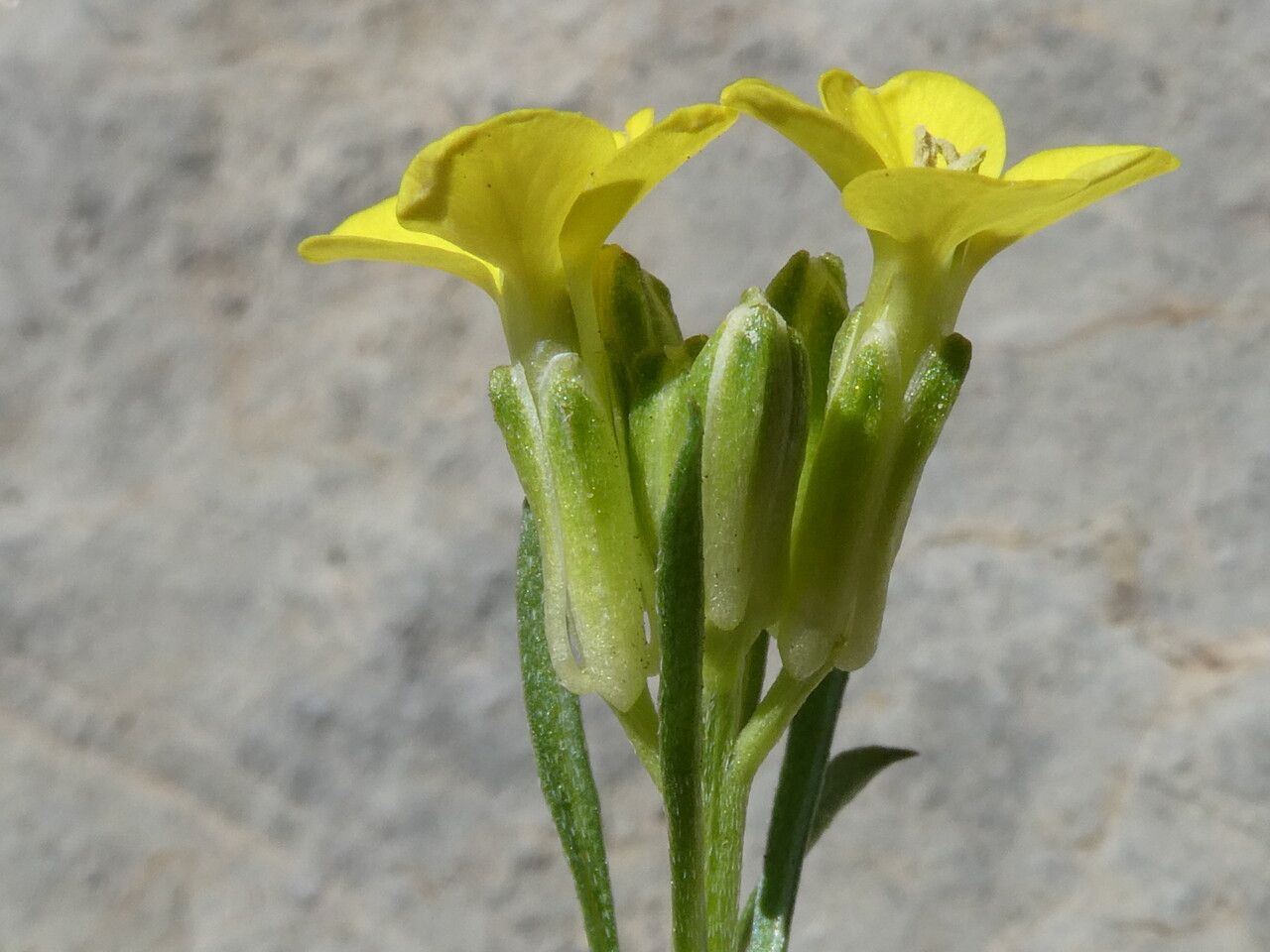 Erysimum sylvestre flower