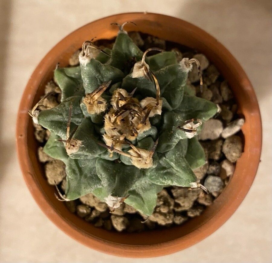 Turbinicarpus alonsoi — related species from the same genus