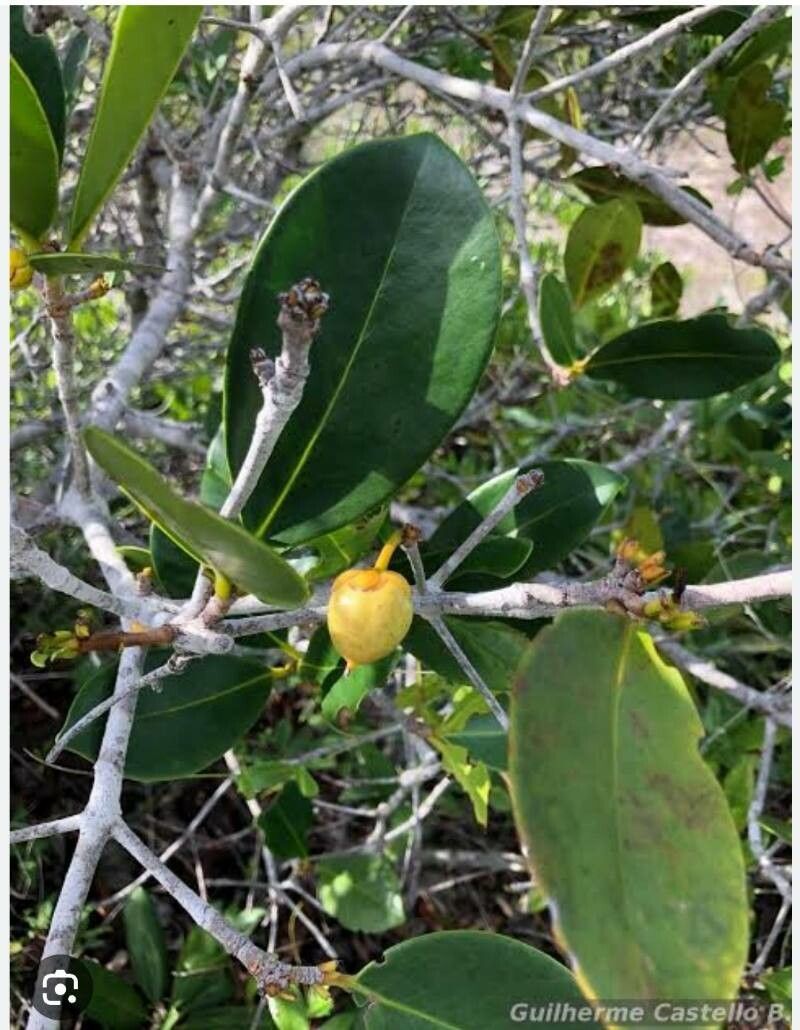 Ternstroemia brasiliensis fruit