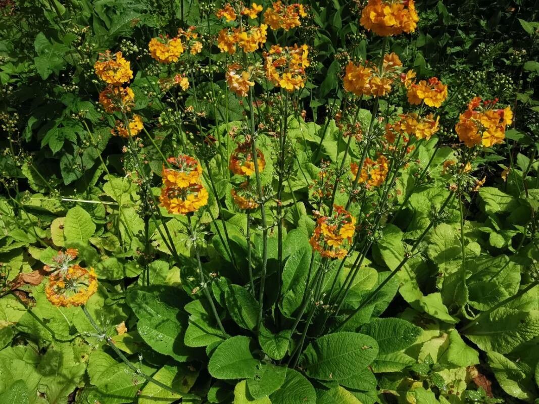 Primula bulleyana flower