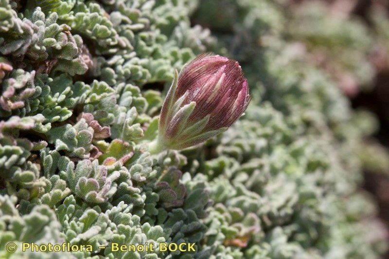 Pterocephalus depressus fruit