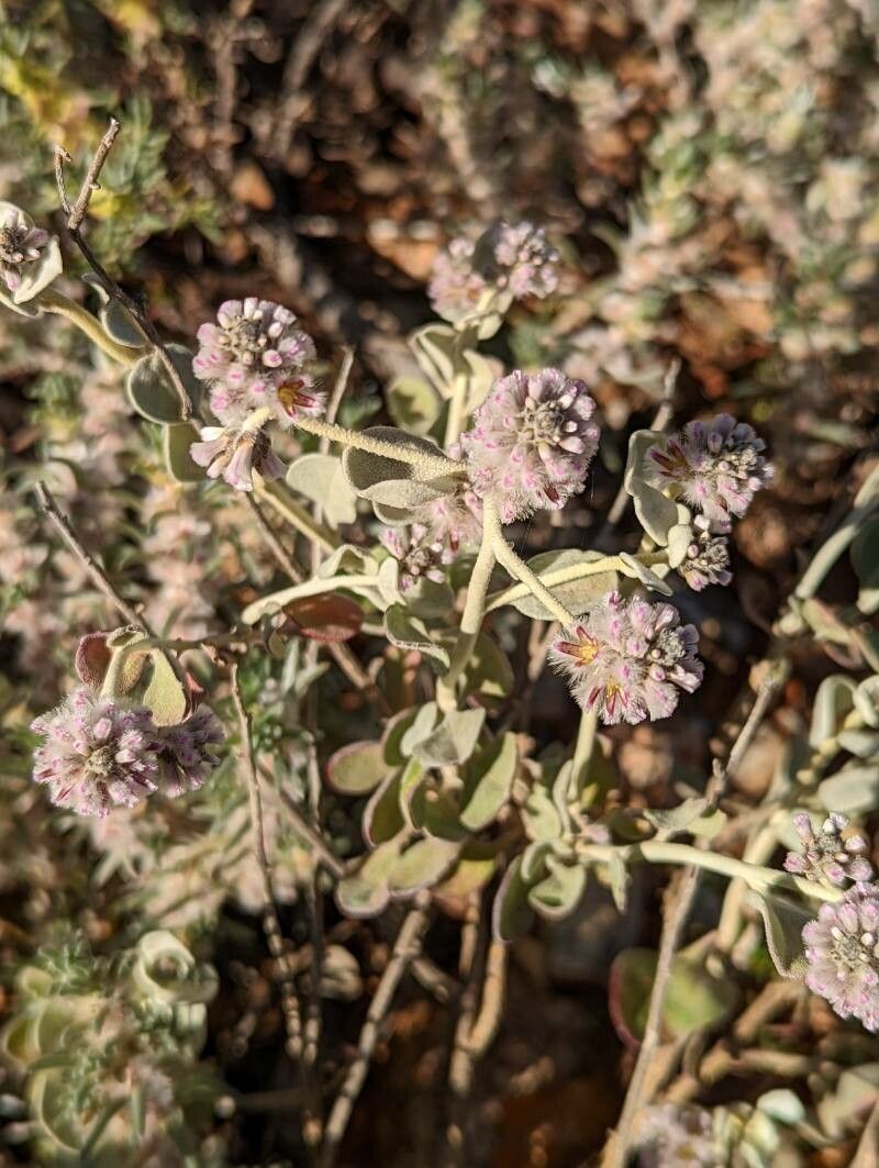 Ptilotus obovatus — related species from the same genus