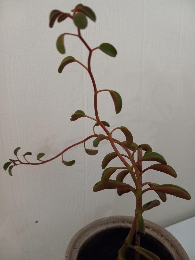 Peperomia graveolens habit