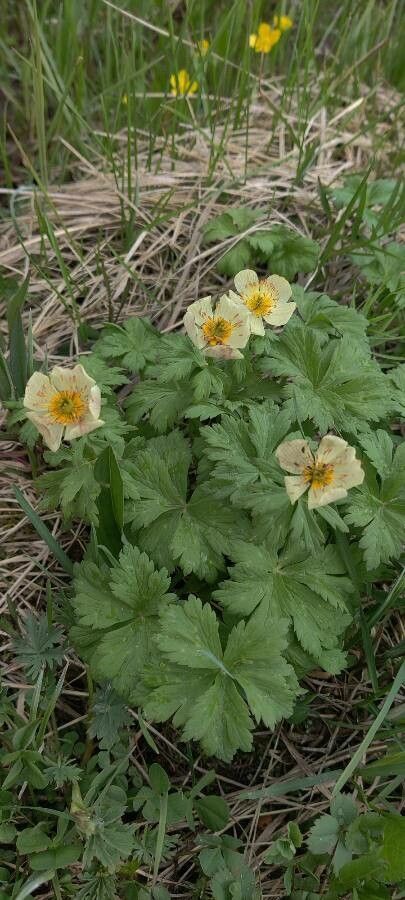 Trollius laxus flower