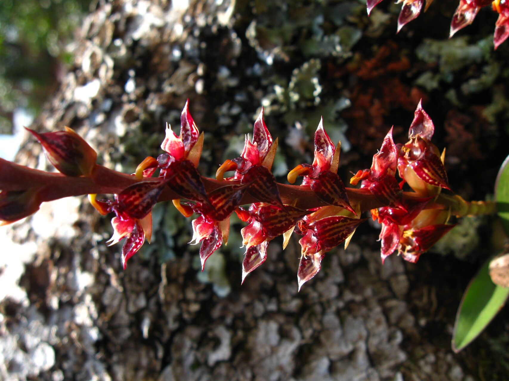 Bulbophyllum nigericum — houseplant care guide
