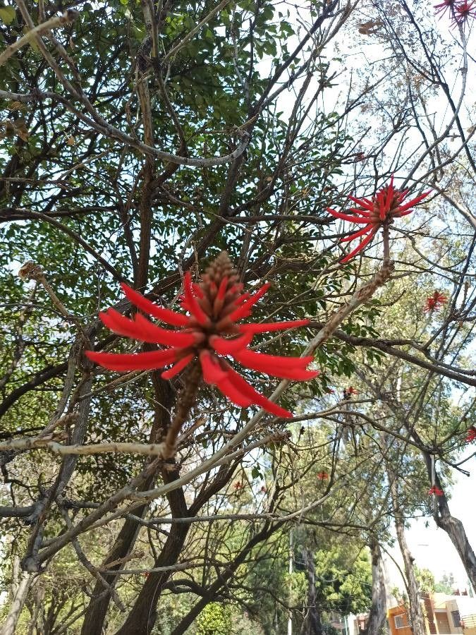 Erythrina coralloides flower
